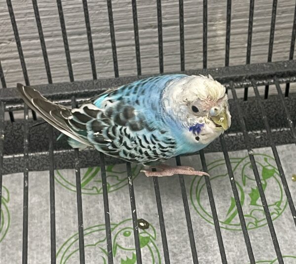 American Parakeet, Normal Blue