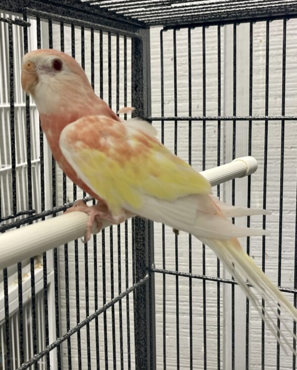 Bourke Parakeet, Rubino (M)