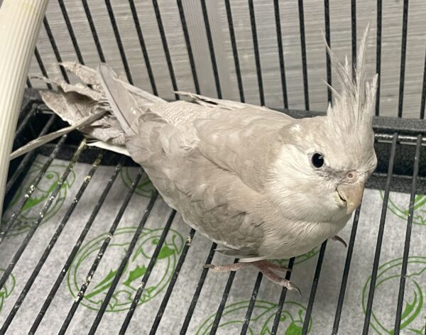 Cinnamon Whiteface Cockatiel