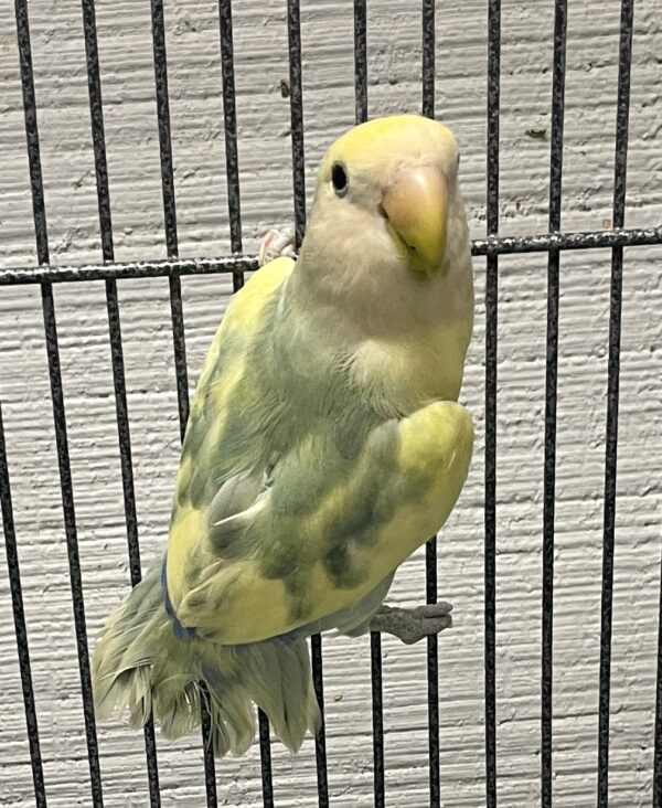 Lovebird, Peach Faced Pied