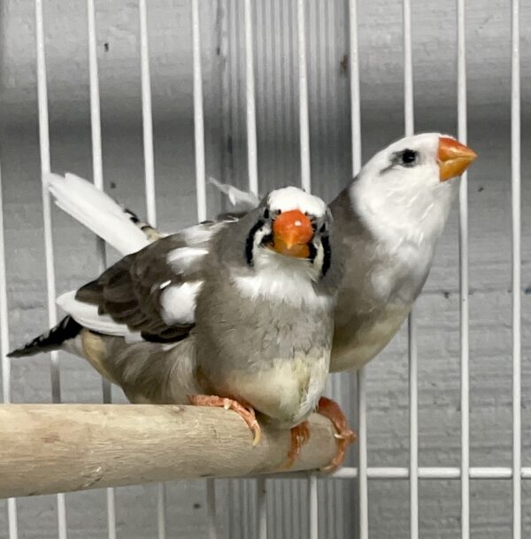 Pair Zebra Finch Mutation